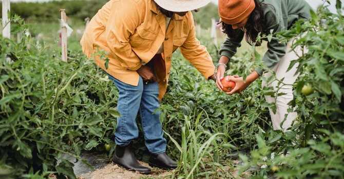 Planting the Seeds for Gardening Health image